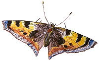 Bild: Schmetterling (gemalt auf eine Fayence-Terrine)