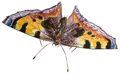 Bild: Schmetterling (Detail der Bemalung auf einer Fayence-Terrrine)